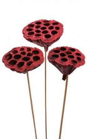 Lotos na piku malowany średnica 6-8 cm 6 szt./ op.bordowy