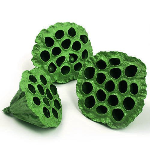 Lotos zielony malowany średnica 6-8 cm 6 szt./op.