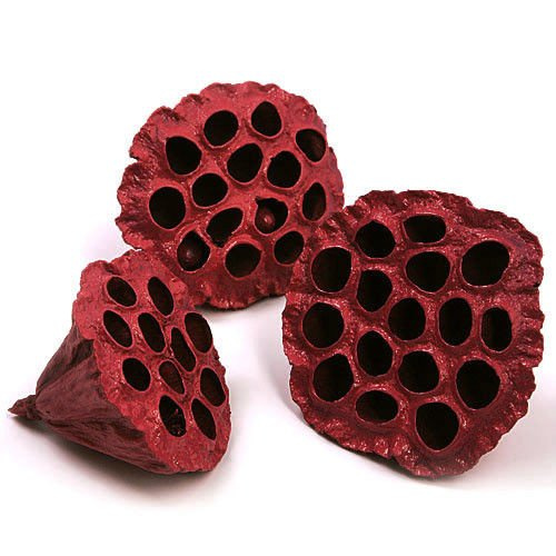 Lotos bordowy malowany średnica 6-8 cm 6 szt./op.