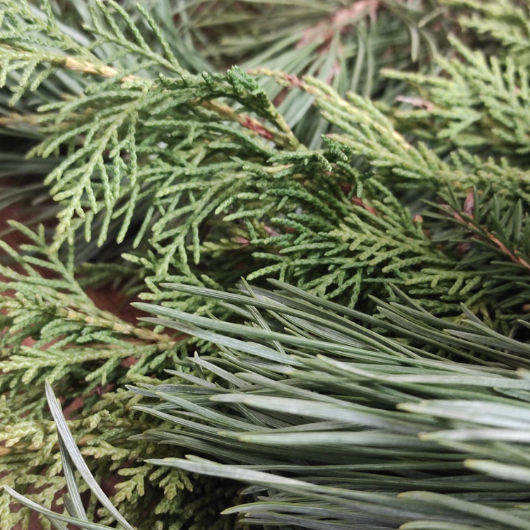 Zestaw DIY – Dekoracja Stołu Świątecznego z Pachnącej Zieleni + Odżywka do Roślin GRATIS