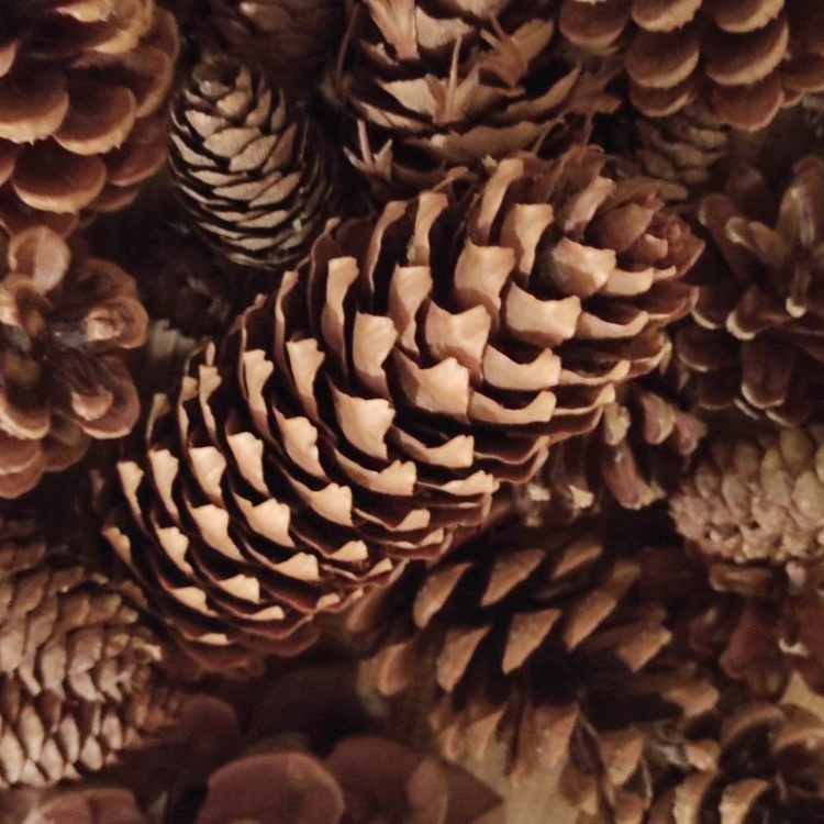 Szyszki naturalne mix gatunków 35–40 szt. do dekoracji świątecznych i zimowych DIY