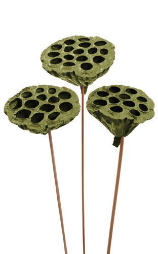 Lotos na piku malowany średnica 6-8 cm 6 szt./ op. oliwkowy