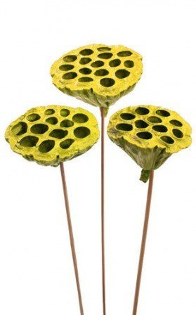 Lotos na piku malowany średnica 6-8 cm 6 szt./ op. żółty