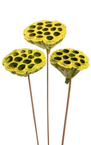 Lotos na piku malowany średnica 6-8 cm 6 szt./ op. żółty