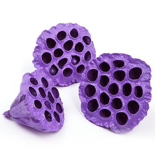 Lotos fioletowy jasny malowany średnica 6-8 cm 6 szt./op.