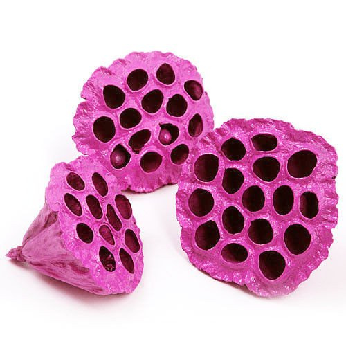 Lotos jasny fiolet malowany średnica 6-8 cm 6 szt./op.