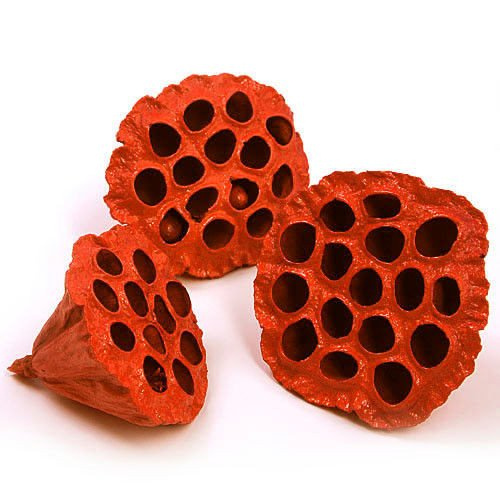 Lotos pomarańczowy malowany średnica 6-8 cm 6 szt./op.