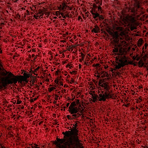 Chrobotek  Mech dekoracje  50g czerwony