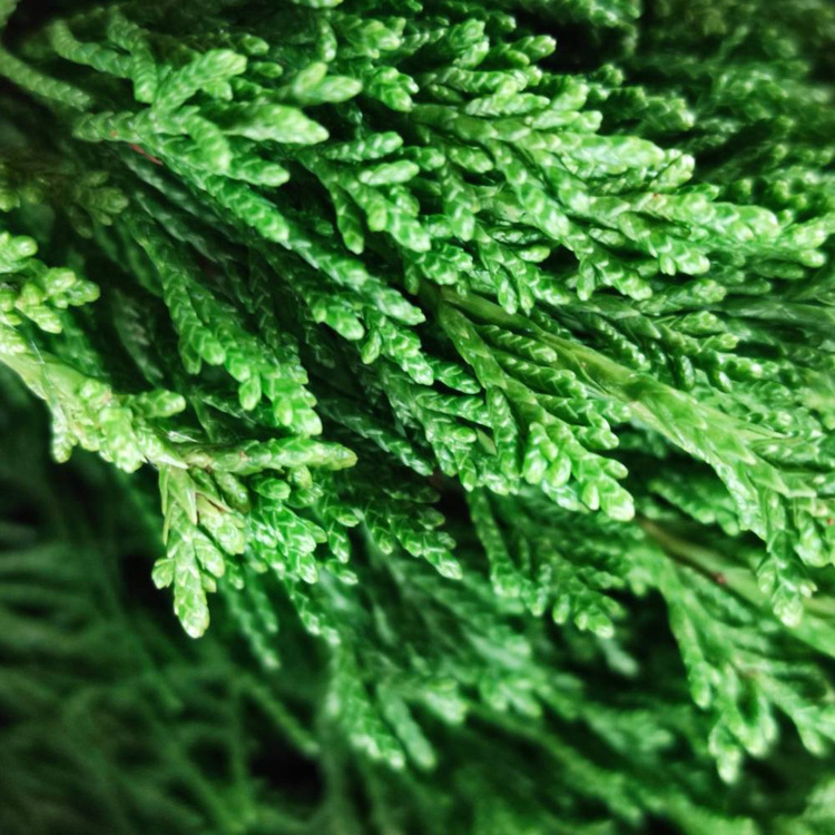 Zestaw DIY – Dekoracja Stołu Świątecznego z Pachnącej Zieleni + Odżywka do Roślin GRATIS