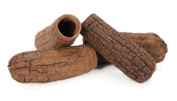 Suszona roślina ozdobna łupina Seru grosso  natural 15-20 cm 