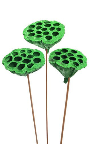 Lotos na piku malowany średnica 6-8 cm 6 szt./ op. jasnozielony