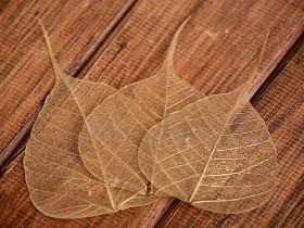 Liście szkieletowe złote 10 cm 20 szt./op