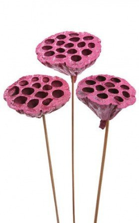 Lotos na piku malowany średnica 6-8 cm 6 szt./ op. fuksja