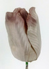 Tulipan główki 8 cm 6 szt szary