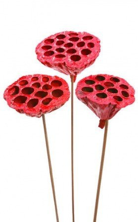 Lotos na piku malowany średnica 6-8 cm 6 szt./ op. czerwony