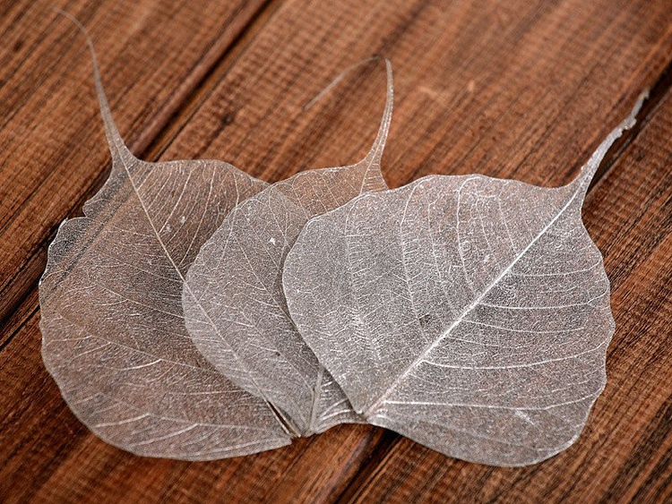 Liście ozdobne szkieletowe – srebrne, 10 cm, 20 szt./opakowanie