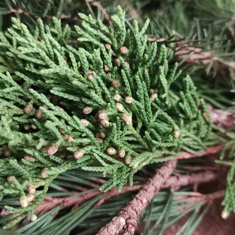 Zestaw DIY – Dekoracja Stołu Świątecznego z Pachnącej Zieleni + Odżywka do Roślin GRATIS