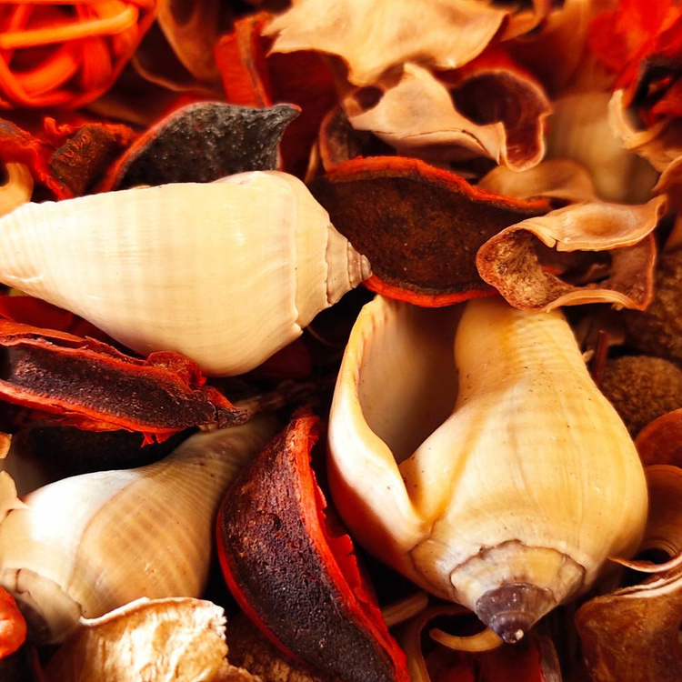 Suszone rośliny Potpourri Lato 2025