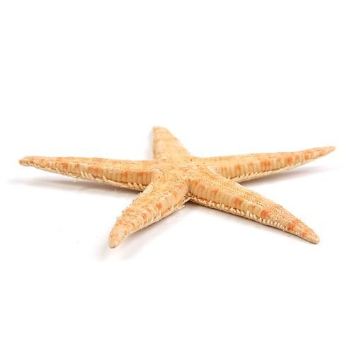 Rozgwiazda 8 cm 6szt./op.