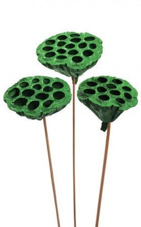 Lotos na piku malowany średnica 6-8 cm 6 szt./ op. zielony