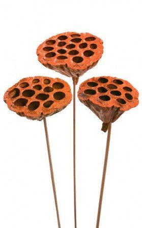 Lotos na piku malowany średnica 6-8 cm 6 szt./ op. pomarańcz