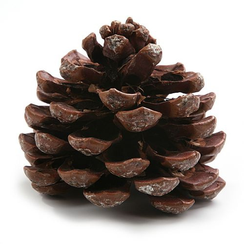Szyszka Pinus pinea 6-8 cm