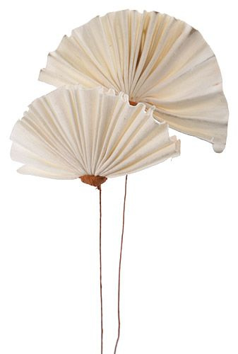 Zestaw wachlarzy dekoracyjnych Shola na drucikach – bukiet 5 szt. w pudełku – naturalna dekoracja GrandDeco