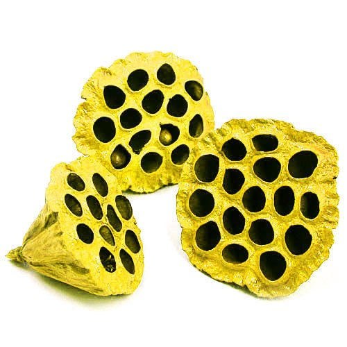 Lotos żółty malowany średnica 6-8 cm 6 szt./op.