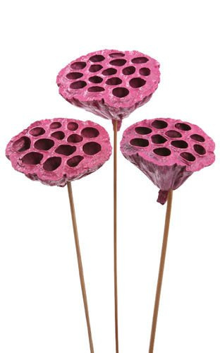 Lotos na piku malowany średnica 6-8 cm 6 szt./ op. fuksja