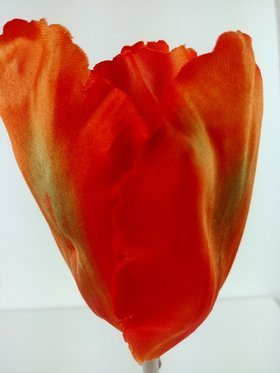 Tulipan główki strzepione 8 cm 6 szt pomarańczowe