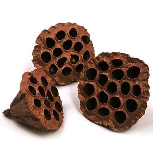 Lotos brąz malowany średnica 6-8 cm 6 szt./op.