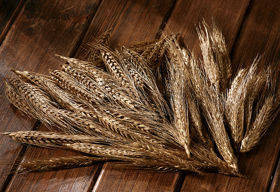 Kłosy zboża dekoracyjne złocone 10 cm 12 szt / suszone rośliny do kompozycji