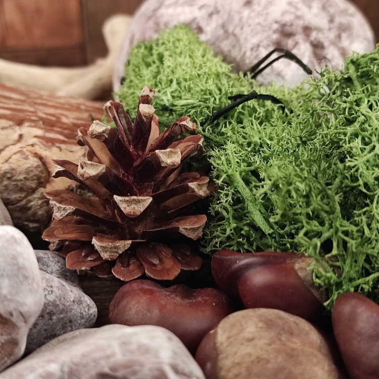  Chrobotek Mech Zielony reniferowy 50g naturalny  - norweski islandzki preparowany skandynawski - dekoracja ściany - spring green