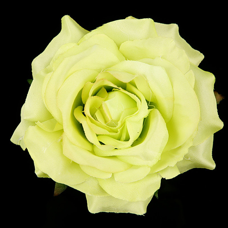 Róża główka jasna zieleń-  opakowanie 3 szt 